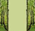 Green forest frame Royalty Free Stock Photo