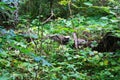 Green forest full of leafs