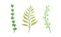 Green forest, garden, meadow plants, grasses and herbs set vector illustration Royalty Free Stock Photo