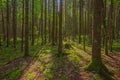 Green forest in Gauja National park, Latvia