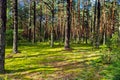 Green forest glade against the backdrop of a huge pine in the rays of a bright summer sun...