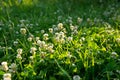 Green forest glade, densely overgrown with clover with white flowers Royalty Free Stock Photo