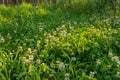 Green forest glade, densely overgrown with clover with white flowers Royalty Free Stock Photo
