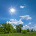 Green forest glade under a sparkle sun Royalty Free Stock Photo