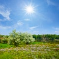 green forest glade under a sparkle sun Royalty Free Stock Photo