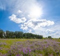 forest glade with violet flowers under a sparkle sun Royalty Free Stock Photo