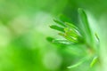 Green forest herb background