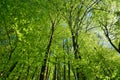 Green forest high trees