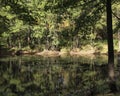 Green forest and its reflection in water: landscap Royalty Free Stock Photo