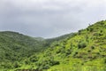 Green Forest or Jungle with Mountain Heel and Cloud Sky. beautiful jungle landscape Post monsoon lush green