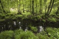 Green forest lake with lush vegetation Royalty Free Stock Photo