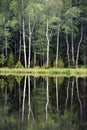 Green forest by the lake in reflection in the lake water. Beautiful forest reflecting on calm lake shore Royalty Free Stock Photo