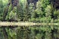 Green forest by the lake in reflection in the lake water. Beautiful forest reflecting on calm lake shore Royalty Free Stock Photo