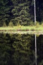 Green forest by the lake in reflection in the lake water. Beautiful forest reflecting on calm lake shore Royalty Free Stock Photo