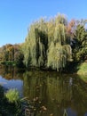 Green forest by the lake in reflection in the water beauty in nature Royalty Free Stock Photo