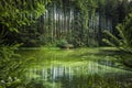 Green forest lake Royalty Free Stock Photo
