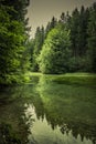 Green forest lake Royalty Free Stock Photo