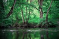 Green forest landscape Royalty Free Stock Photo