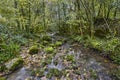 Green forest landscape with creek. Lush foliage. Nature rainforest