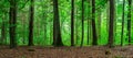 Green Forest Landscape Panorama. Royalty Free Stock Photo