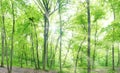Green forest landscape panorama Royalty Free Stock Photo