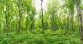 Green forest landscape panorama Royalty Free Stock Photo
