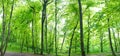 Green forest landscape panorama Royalty Free Stock Photo