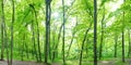 Green forest landscape panorama Royalty Free Stock Photo