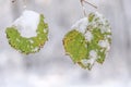 Green forest leaf covered with frost branch with shallow field Royalty Free Stock Photo