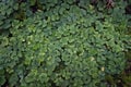 Green forest leaves texture. Shamrock pattern, lush forest litter flor. Clover leaf background Royalty Free Stock Photo