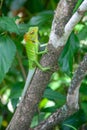 Green forest Lizard in Sri Lanka sitting on a tree branch Royalty Free Stock Photo