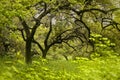 Green forest with many trees, evergreen, jungle.