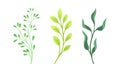 Green forest, meadow plants, grasses and herbs set vector illustration Royalty Free Stock Photo