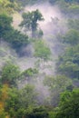 Green forest in misty morning Royalty Free Stock Photo