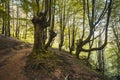 Green forest on the mountain Adarra in the Urnieta, Gipuzkoa, Spain