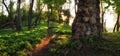 Green forest mystica naturel landscape with old tree and path Royalty Free Stock Photo