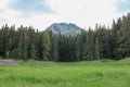 Green forest in National Park Durmitor