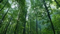 Green forest nature background. Beautiful deep green forest gleaming sunbeams woods stems trees. Time lapse. Royalty Free Stock Photo