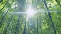 Green forest nature background. Beautiful deep green forest gleaming sunbeams woods stems trees. Time lapse. Royalty Free Stock Photo