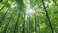 Green forest nature background. Beautiful deep green forest gleaming sunbeams woods stems trees. Time lapse. Royalty Free Stock Photo