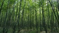 Green forest nature background. Beautiful deep green forest gleaming sunbeams woods stems trees. Time lapse. Royalty Free Stock Photo