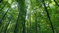 Green forest nature background. Beautiful deep green forest gleaming sunbeams woods stems trees. Time lapse. Royalty Free Stock Photo