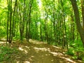 Path through beautiful green forest