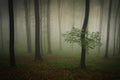 Green forest nature with trees and fog