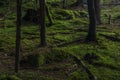 Forest near Skrivan creek in Krusne mountains in summer nice sunny day Royalty Free Stock Photo