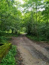 Green forest panorama in summer with bright sun shining through the trees Royalty Free Stock Photo