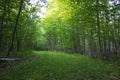 Green Forest Path