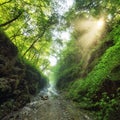 Green forest with path and sun Royalty Free Stock Photo