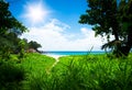 Green forest with path to white beach. Seyshelles