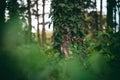 Green forest, pine trunk overgrown with ivy. Nature details, forest background Royalty Free Stock Photo